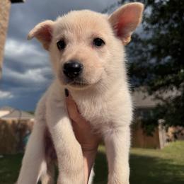 Gram - White male German Shepherd puppy in Magnolia, Texas from K & Q Shepherds