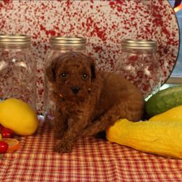 Rosco - Red  male Poodle puppy in Pottersville, Missouri from Christina Miller's Poodles