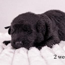 Black Collar - Black male German Shepherd puppy in Plumas Lake, California from Zwinger Vom Greifjäger