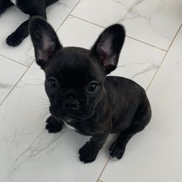 French Bulldogs from Odessa’s Frenchie