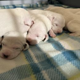 Male 1 - White and lemon male Dalmatian puppy in Louisa, Virginia from Dalmatian Creation LLC