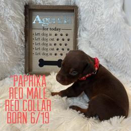 Paprika - Red and rust male Doberman Pinscher puppy in Wellington, Ohio from Jessie (TDD, llc)