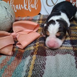 Girl 2 - Black brown and white female Basset Hound puppy in Farmerville, Louisiana from Hancock House of Basset Hounds & Mini Dachshunds
