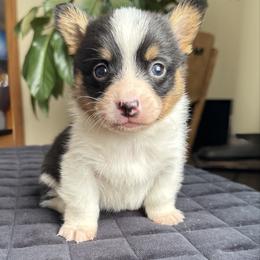 Romeo - Black and tan male Pembroke Welsh Corgi puppy in Lake City, Minnesota from Lake Pepin Corgi's