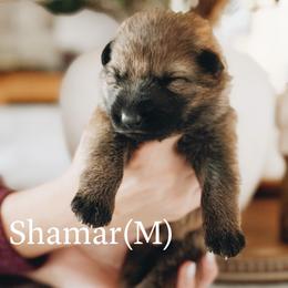 Shamar - Sable male German Shepherd puppy in Berwick, Maine from Vom Rindahaus Shepherds