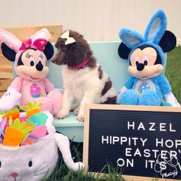 Poodle Puppies from The Parti Collection