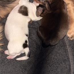 Piebald - Piebald male Dachshund puppy in Canastota, New York from Diamond Dachshunds