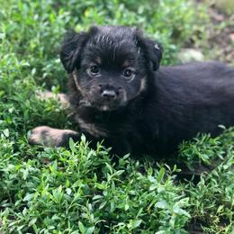 Toy Australian Shepherd Puppies from Kickapoo Creek Aussies