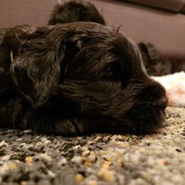 Giant Schnauzer Puppies from Valour's Giants