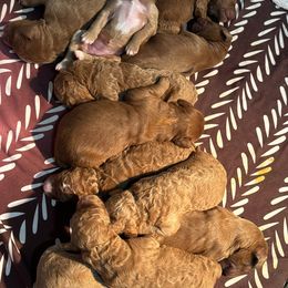 Goldendoodles from Alyssa Xxweetdoodles