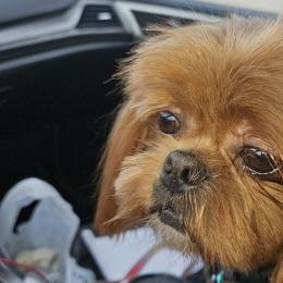 Shih Tzus and Yorkshire Terriers from Friends4everkennel LLC
