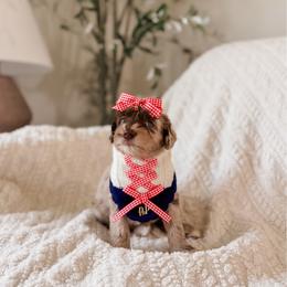 Winnie - Merle female Goldendoodle puppy in Cold Spring, Minnesota from A.N.A. Doodles