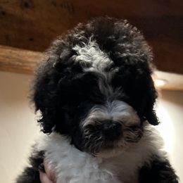 Tootsie - female - Black and white Sheepadoodle puppy in Surprise, Arizona from Desert Lily Doodles
