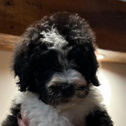 Tootsie - female - Black and white Sheepadoodle puppy in Surprise, Arizona from Desert Lily Doodles