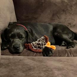 Labrador Retrievers from Ehlers' Retrievers