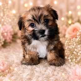 Mosby - Black & tan tri-color male Maltipoo puppy in Taft, Tennessee from Knight Pups