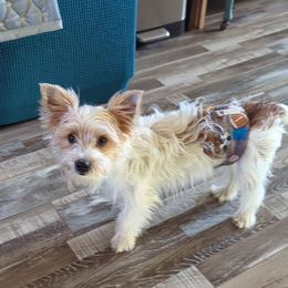 Bentley - Yorkshire Terrier