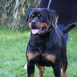 Wasabi - Rottweiler