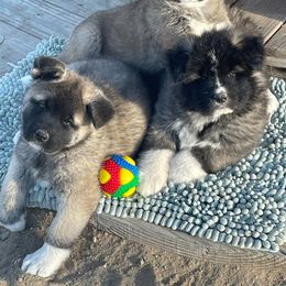 Akita Puppies from Kicho Na Akitas