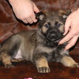 German Shepherd Puppies from Aus der Asche