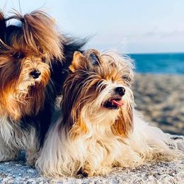 Biewer Terrier All Grown Up from The Stages of Breeding