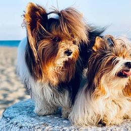 Biewer Terrier All Grown Up from The Stages of Breeding