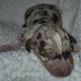 Cadbury AKC Chocolate Dapple Pie mini Dachshund, Pet price ( On hold while growing and thriving) - Dapple male Dachshund puppy in Las Cruces, New Mexico from The Dachshund Den