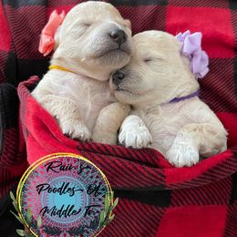 Yellow girl - Cream Poodle puppy in Shelbyville, Tennessee from Rains Poodles Of Middle TN