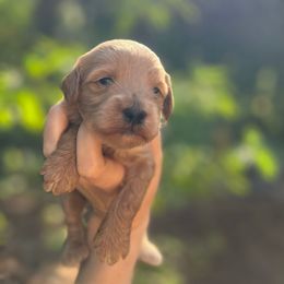 Bones - Apricot male Goldendoodle puppy in Pollock Pines, California from Penny Lane’s Doodles