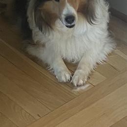 Shetland Sheepdog puppies from Robin Rice