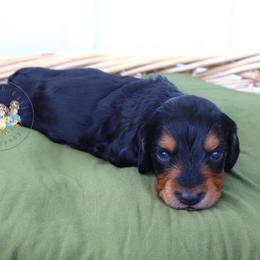 Mickey - Black and tan male Dachshund puppy in Cave City, Kentucky from Mammoth Cave Dachshunds