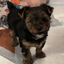 Yorkshire Terrier Puppies from My “T”ruly fine Yorkies