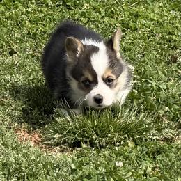 Boy 2 - Black and tan male Pembroke Welsh Corgi puppy in Moulton, Alabama from Reed's Pembroke Corgi Welsh