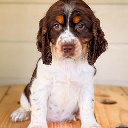 White, Girl 2 - Liver white and tan female English Springer Spaniel puppy in Lake City, Fl, Florida from Spradley Springers & GSP's