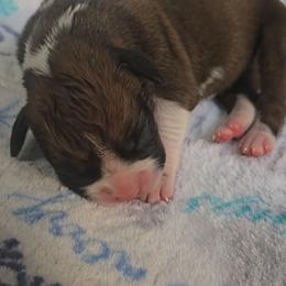 Girl 2 - Fawn female Boxer puppy in Temple, Georgia from B&B Boxers