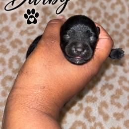 Darby - Black female Yorkipoo puppy in Gastonia, North Carolina from Banks Dynasty Kennel
