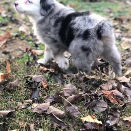 Miniature American Shepherds from Crema di Capra