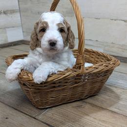 Wisconsin - Parti male Goldendoodle puppy in Cambridge, Minnesota from Country Meadow Doodles