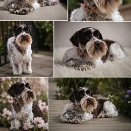 Miniature Schnauzer puppies from Michael's Minis