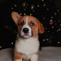 Moose - Red male Pembroke Welsh Corgi puppy in Northwood, Iowa from Sorrel Sands Corgis
