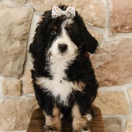 'Alpine' Red Collar Female - Tri-color female Bernedoodle puppy in Kamas, Utah from A + E Farms