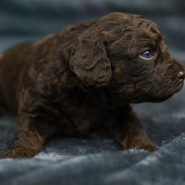 Roo - Red phantom female Aussiedoodle puppy in Casa, Arkansas from Blue Diamond Puppies