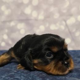 Frey - Black and tan female Cavalier King Charles Spaniel puppy in Neosho, Missouri from Pups on the Ridge