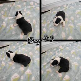 Boy 3 - Black and white male Cardigan Welsh Corgi puppy in Natchitoches. La, Louisiana from Bleu Bayou Corgis