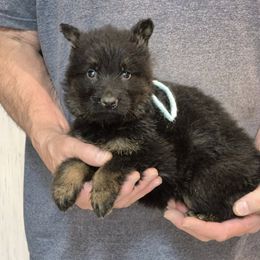 Mint Boy - Black and tan male German Shepherd puppy in Lake George, Colorado from High Country German Shepherds