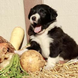 Border Collie Puppies from Gulan Farm Border Collies