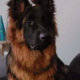 German Shepherd Puppies from vom Glock