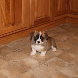 Pembroke Welsh Corgi Puppies from Mountain Maryland Corgis
