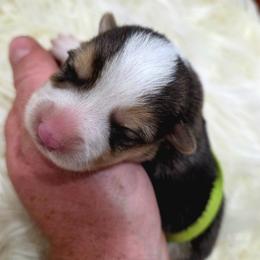 Green Female - Black and tan female Pembroke Welsh Corgi puppy in Wayne City, Illinois from Lash Livestock & Corgis