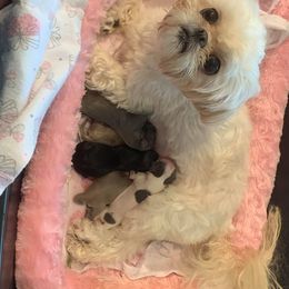 Shih Tzu Puppies from Bailey Belle Shih Tzu